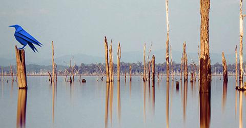 BRILLANT CORBEAU - SORTIE DE RÉSIDENCE