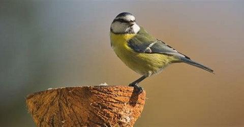 A LA DECOUVERTE DES  OISEAUX