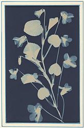 ATELIER CYANOTYPE