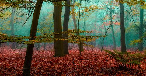 LA FORET DANS NOS TETES